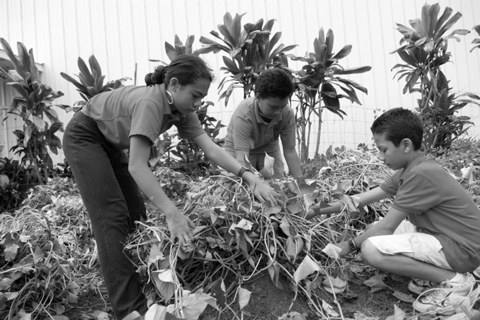 Nawahi students tend to the school garden. 